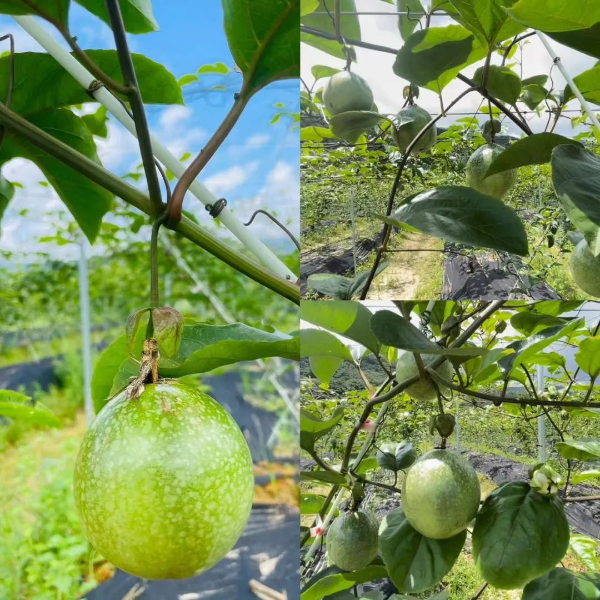 已编辑图片