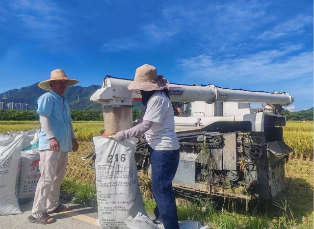 村民在收割成熟的稻米。图源：深汕视点